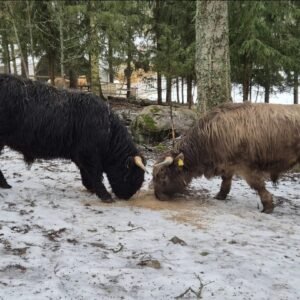 Home Ranch Iitti, la 28.02